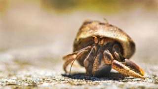 住み替えによる不動産売却